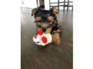Yorkshire Terrier Puppy for sale in Pittsburgh, PA, USA