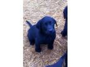 Labrador Retriever Puppy for sale in Turner, OR, USA