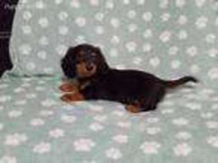 Dachshund Puppy for sale in Six Mile, SC, USA