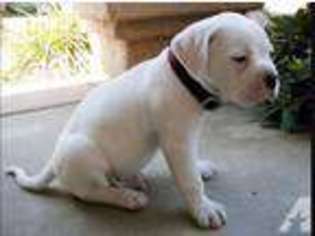 American Bulldog Puppy for sale in COVINGTON, LA, USA