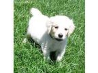 Golden Retriever Puppy for sale in Knoxville, AR, USA