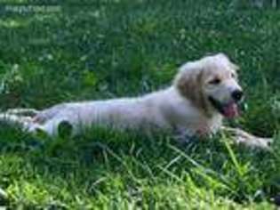 Golden Retriever Puppy for sale in Coshocton, OH, USA