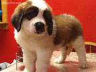 Saint Bernard Puppy for sale in Williamsburg, OH, USA