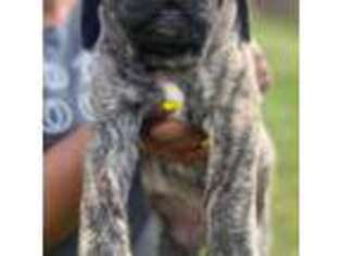 Mastiff Puppy for sale in Houston, TX, USA