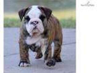 Bulldog Puppy for sale in Fort Worth, TX, USA