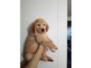 Golden Retriever Puppy for sale in North Hampton, NH, USA