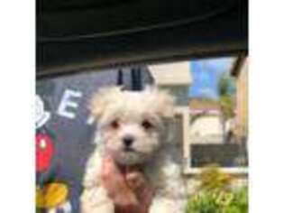Maltese Puppy for sale in Fontana, CA, USA