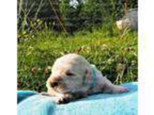 Golden Retriever Puppy for sale in Cullman, AL, USA
