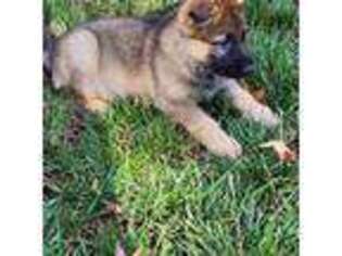German Shepherd Dog Puppy for sale in Fallbrook, CA, USA