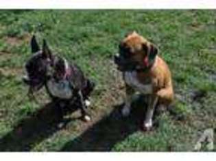 Boxer Puppy for sale in CYPRESS, TX, USA