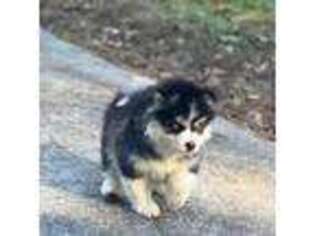 Mutt Puppy for sale in Monroe, GA, USA