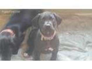 Great Dane Puppy for sale in Anderson, CA, USA