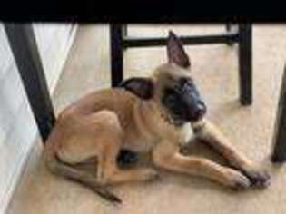 Belgian Malinois Puppy for sale in Rutherfordton, NC, USA