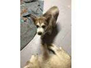 Siberian Husky Puppy for sale in Detroit, MI, USA