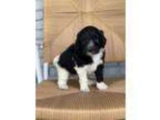 Goldendoodle Puppy for sale in Eupora, MS, USA