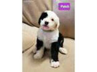 Old English Sheepdog Puppy for sale in Homeworth, OH, USA