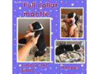Great Dane Puppy for sale in Sandusky, OH, USA