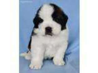 Saint Bernard Puppy for sale in Cambridge, NE, USA