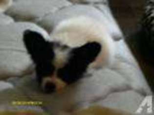 Papillon Puppy for sale in BREMERTON, WA, USA