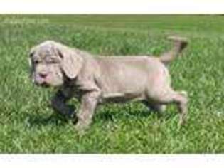 Medium Photo #1 Neapolitan Mastiff Puppy For Sale in Stella, MO, USA