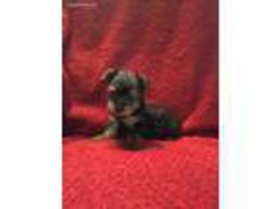 Yorkshire Terrier Puppy for sale in Raymondville, MO, USA