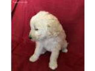 Goldendoodle Puppy for sale in Wesley, AR, USA