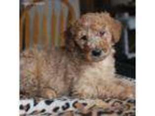 Goldendoodle Puppy for sale in Greenacres, WA, USA