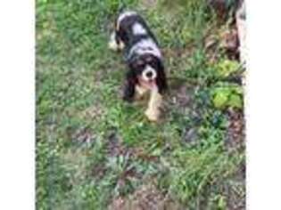 Cavalier King Charles Spaniel Puppy for sale in Decatur, IL, USA
