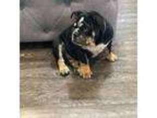 Bulldog Puppy for sale in Columbia, MO, USA