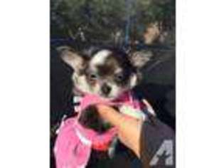 Chihuahua Puppy for sale in FRESNO, CA, USA