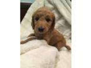 Goldendoodle Puppy for sale in Ellerbe, NC, USA