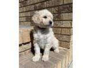 Goldendoodle Puppy for sale in Moorhead, MN, USA