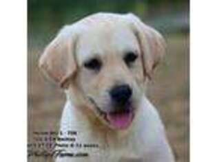 Labrador Retriever Puppy for sale in Point, TX, USA