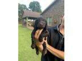 Boykin Spaniel Puppy for sale in Batesville, AR, USA