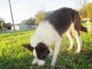 Border Collie Puppy for sale in Munster, IN, USA
