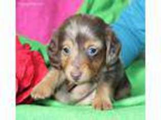 Dachshund Puppy for sale in Apple Creek, OH, USA