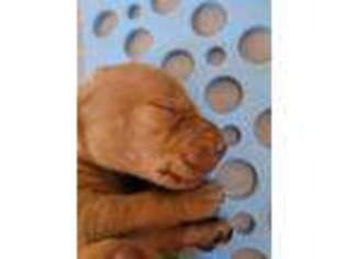 Vizsla Puppy for sale in Saint Helens, OR, USA