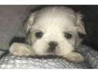 Mal-Shi Puppy for sale in Macclenny, FL, USA