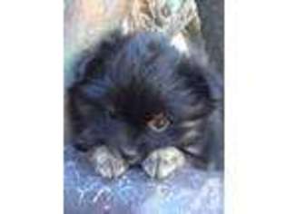 Pomeranian Puppy for sale in NEWCASTLE, CA, USA