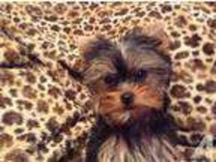 Yorkshire Terrier Puppy for sale in MONMOUTH, OR, USA