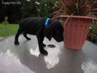 German Shorthaired Pointer Puppy for sale in Webbers Falls, OK, USA