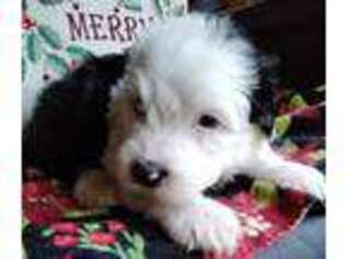 Old English Sheepdog Puppy for sale in Osceola, IN, USA
