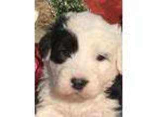 Old English Sheepdog Puppy for sale in Wamego, KS, USA