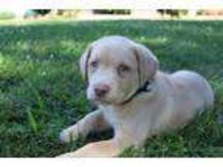 Labrador Retriever Puppy for sale in Hagerstown, IN, USA