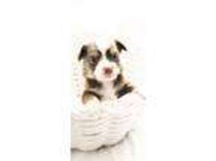 Miniature Australian Shepherd Puppy for sale in Sheffield Lake, OH, USA