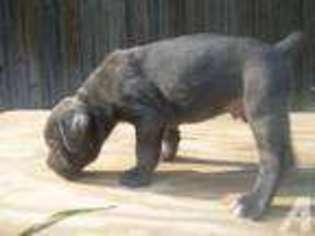 Cane Corso Puppy for sale in MAGNOLIA, TX, USA