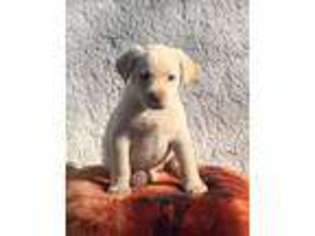 Labrador Retriever Puppy for sale in Ronks, PA, USA