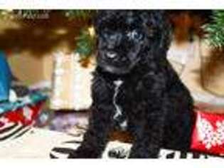 Mutt Puppy for sale in Florence, AZ, USA