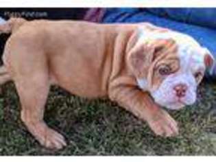 Bulldog Puppy for sale in Barstow, CA, USA
