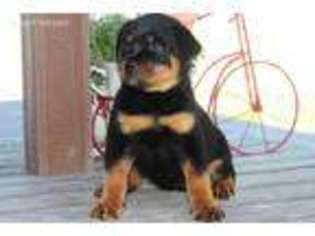 Rottweiler Puppy for sale in Touchet, WA, USA